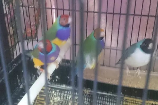 Elit Petshop İstiklal Şubesi - Resim 3