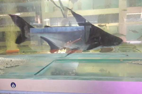 Elit Petshop İstiklal Şubesi - Resim 7