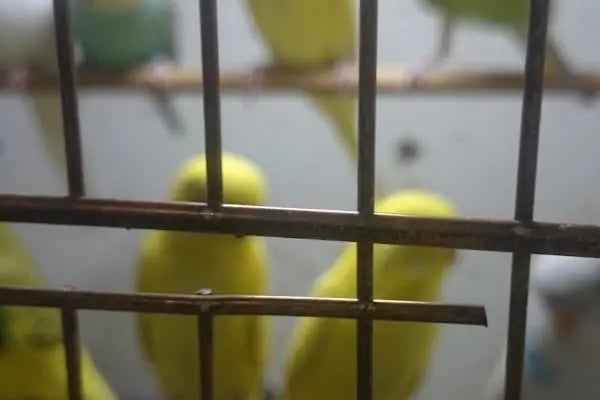 Elit Petshop İstiklal Şubesi - Resim 15