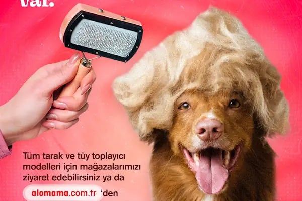 Elit Petshop İstiklal Şubesi - Resim 8