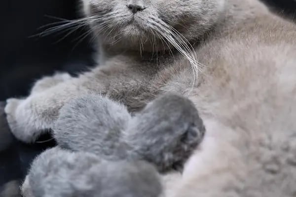 Adana VetZone Veteriner Kliniği - Resim 5