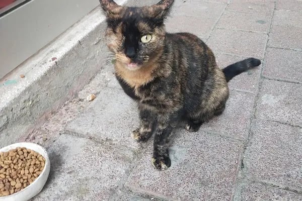 Vet Look Veteriner Kliniği - Resim 3