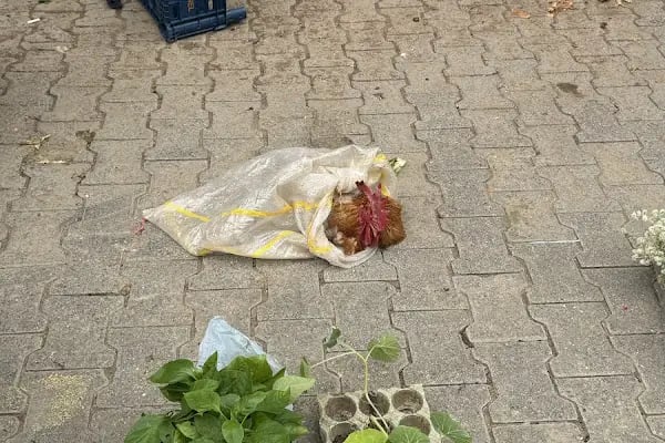 Anamur Belediyesi Şehit Uzman Çavus Atanur Bal Fuar Merkezi - Resim 9
