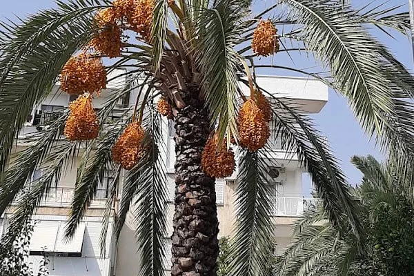 Anamur Belediyesi Şehit Uzman Çavus Atanur Bal Fuar Merkezi - Resim 11
