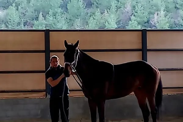 ÇAĞRI BİNİCİLİK VE ATLI SPOR KULÜBÜ - Resim 3