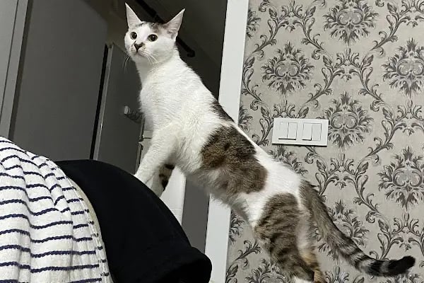 Atavet Veteriner Kliniği - Resim 3