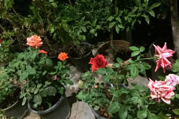 Hb Garden Restoran Eren Gonderdi - Resim 10