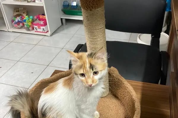 Pet malzemecim petshop - Resim 16