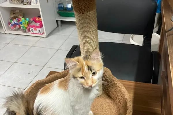 Pet malzemecim petshop - Resim 13