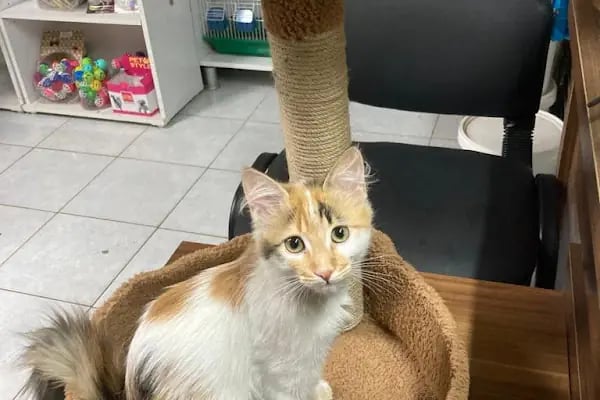 Pet malzemecim petshop - Resim 10