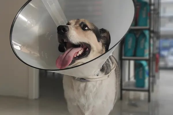 Nergiz Veteriner Kliniği - Resim 19