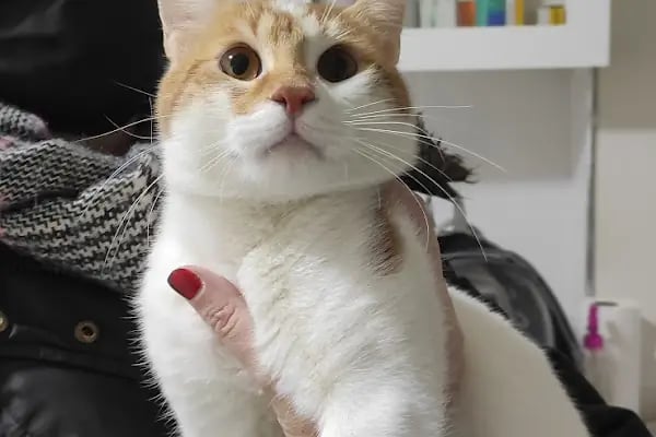 Nergiz Veteriner Kliniği - Resim 4