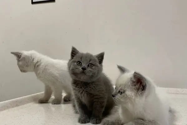 Nergiz Veteriner Kliniği - Resim 7