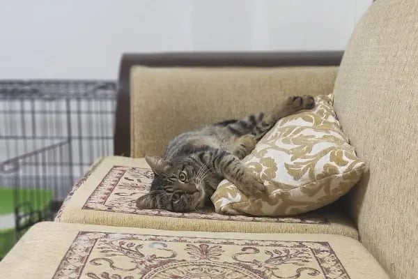 Nergiz Veteriner Kliniği - Resim 9