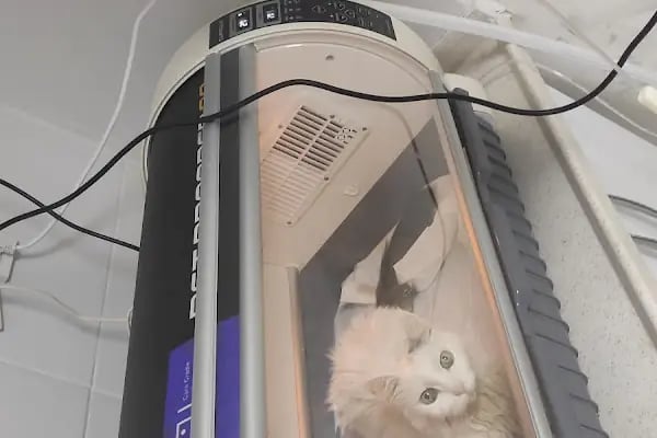 Nergiz Veteriner Kliniği - Resim 17