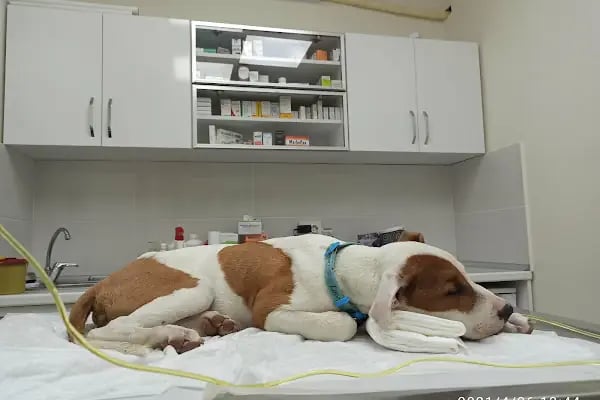 Gaziemir Pet Adası Veteriner Kliniği - Resim 16
