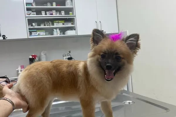 Gaziemir Pet Adası Veteriner Kliniği - Resim 1