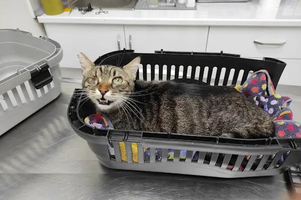 Gaziemir Pet Adası Veteriner Kliniği - Resim 2