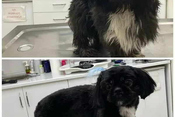 Gaziemir Pet Adası Veteriner Kliniği - Resim 5