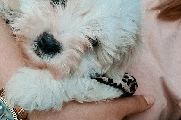 Gaziemir Pet Adası Veteriner Kliniği - Resim 10