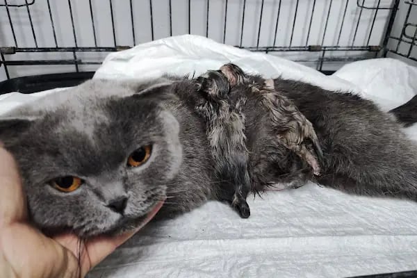 Gaziemir Pet Adası Veteriner Kliniği - Resim 3