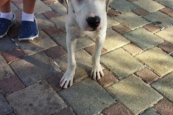 Gaziemir Pet Adası Veteriner Kliniği - Resim 13