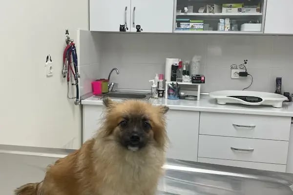 Gaziemir Pet Adası Veteriner Kliniği - Resim 15