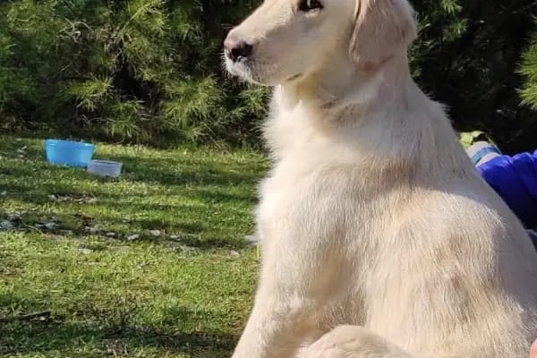 Gaziemir Pet Adası Veteriner Kliniği - Resim 4