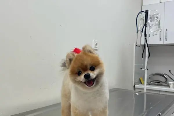 Gaziemir Pet Adası Veteriner Kliniği - Resim 12