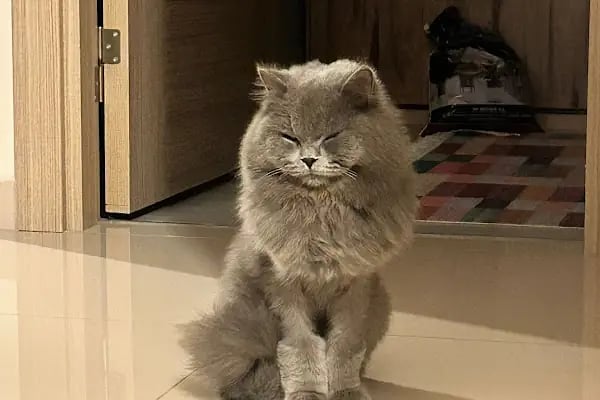 Vet Pegas Veteriner Kliniği-Kartal Veteriner,Acil Veteriner,7/24 Veteriner,Kedi Kısırlaştırma,Köpek Kısırlaştırma, - Resim 19