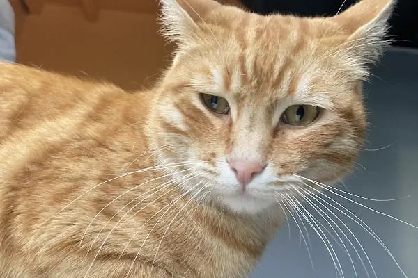 Vet Pegas Veteriner Kliniği-Kartal Veteriner,Acil Veteriner,7/24 Veteriner,Kedi Kısırlaştırma,Köpek Kısırlaştırma, - Resim 11
