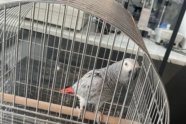 Vet Pegas Veteriner Kliniği-Kartal Veteriner,Acil Veteriner,7/24 Veteriner,Kedi Kısırlaştırma,Köpek Kısırlaştırma, - Resim 18