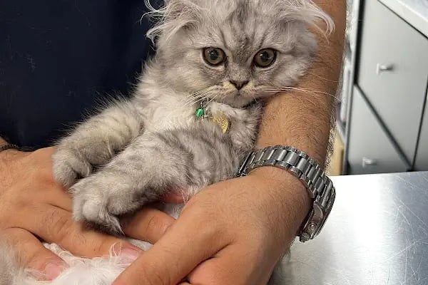Vet Pegas Veteriner Kliniği-Kartal Veteriner,Acil Veteriner,7/24 Veteriner,Kedi Kısırlaştırma,Köpek Kısırlaştırma, - Resim 8