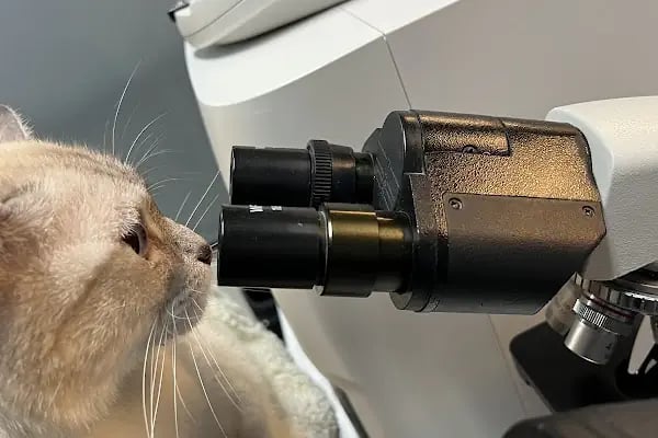 Vet Pegas Veteriner Kliniği-Kartal Veteriner,Acil Veteriner,7/24 Veteriner,Kedi Kısırlaştırma,Köpek Kısırlaştırma, - Resim 20