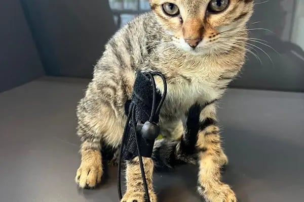 Vet Pegas Veteriner Kliniği-Kartal Veteriner,Acil Veteriner,7/24 Veteriner,Kedi Kısırlaştırma,Köpek Kısırlaştırma, - Resim 15