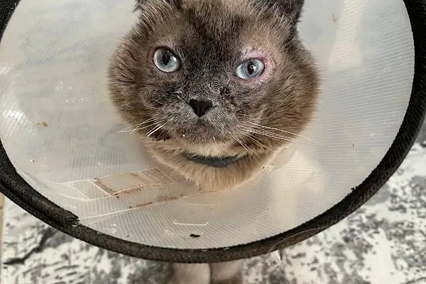 Vet Pegas Veteriner Kliniği-Kartal Veteriner,Acil Veteriner,7/24 Veteriner,Kedi Kısırlaştırma,Köpek Kısırlaştırma, - Resim 16