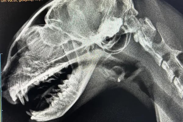 Vet Pegas Veteriner Kliniği-Kartal Veteriner,Acil Veteriner,7/24 Veteriner,Kedi Kısırlaştırma,Köpek Kısırlaştırma, - Resim 7