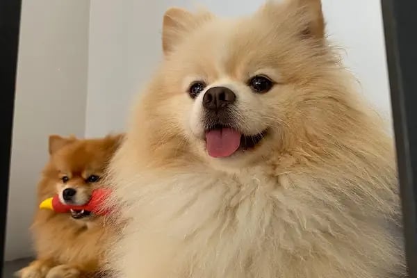 Vet Pegas Veteriner Kliniği-Kartal Veteriner,Acil Veteriner,7/24 Veteriner,Kedi Kısırlaştırma,Köpek Kısırlaştırma, - Resim 10