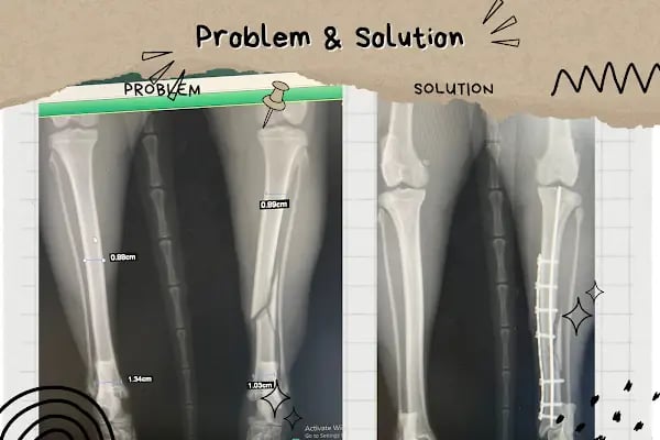 Vet Pegas Veteriner Kliniği-Kartal Veteriner,Acil Veteriner,7/24 Veteriner,Kedi Kısırlaştırma,Köpek Kısırlaştırma, - Resim 4