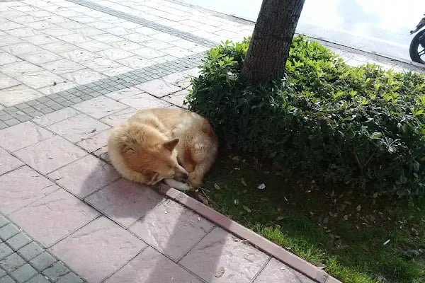 Adana Terapi Hayvan Hastanesi - Resim 14