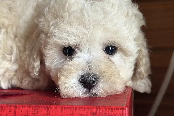 Sakarya Hayvanat bahçesi ve Pet Shop (Dupha Pets) - Resim 8