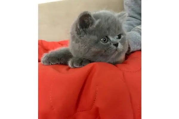Sakarya Hayvanat bahçesi ve Pet Shop (Dupha Pets) - Resim 13
