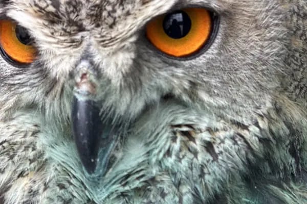 Sakarya Hayvanat bahçesi ve Pet Shop (Dupha Pets) - Resim 3