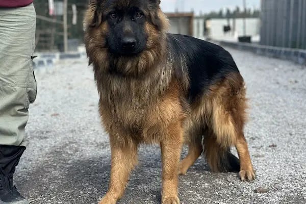 Sakarya Hayvanat bahçesi ve Pet Shop (Dupha Pets) - Resim 2