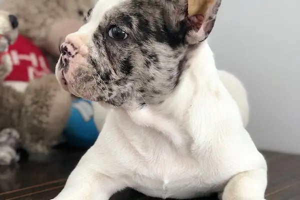 Sakarya Hayvanat bahçesi ve Pet Shop (Dupha Pets) - Resim 20