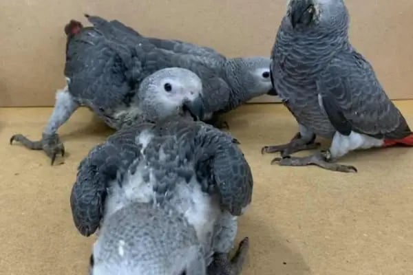 Sakarya Hayvanat bahçesi ve Pet Shop (Dupha Pets) - Resim 9