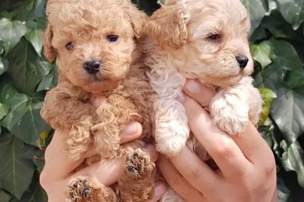 Sakarya Hayvanat bahçesi ve Pet Shop (Dupha Pets) - Resim 14