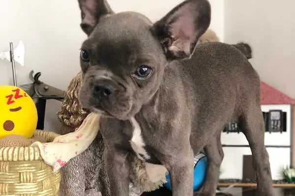 Sakarya Hayvanat bahçesi ve Pet Shop (Dupha Pets) - Resim 6