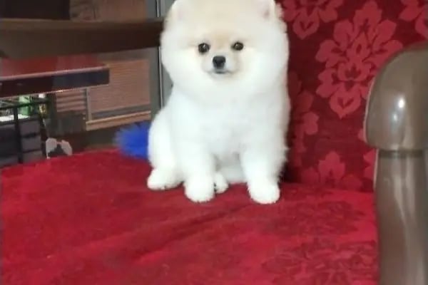 Sakarya Hayvanat bahçesi ve Pet Shop (Dupha Pets) - Resim 10
