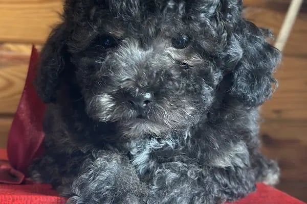Sakarya Hayvanat bahçesi ve Pet Shop (Dupha Pets) - Resim 16